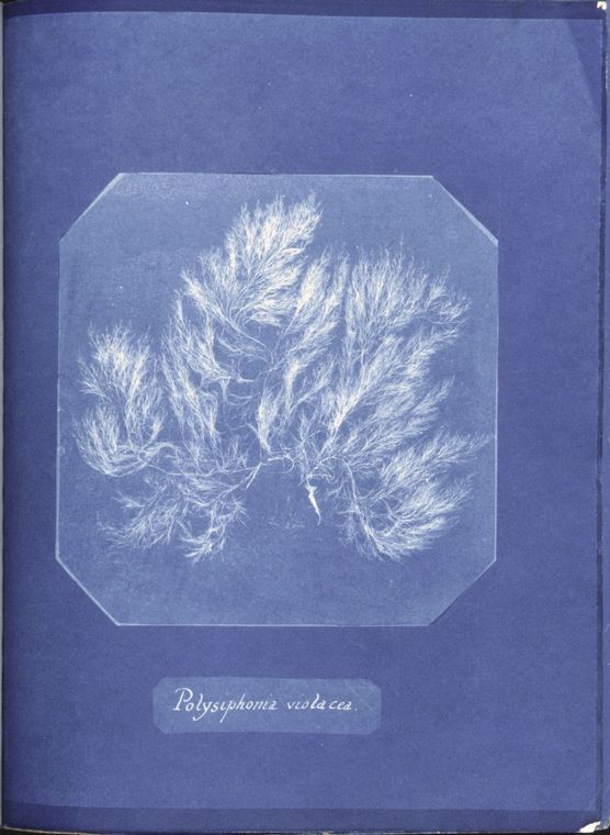 Anna Atkins, cyanotype photogram (1843)