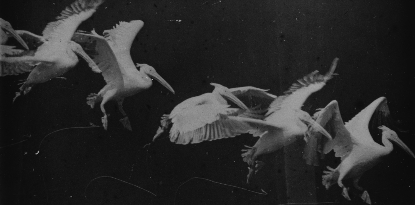Étienne-Jules Marey, chronophotograph of a bird in flight
