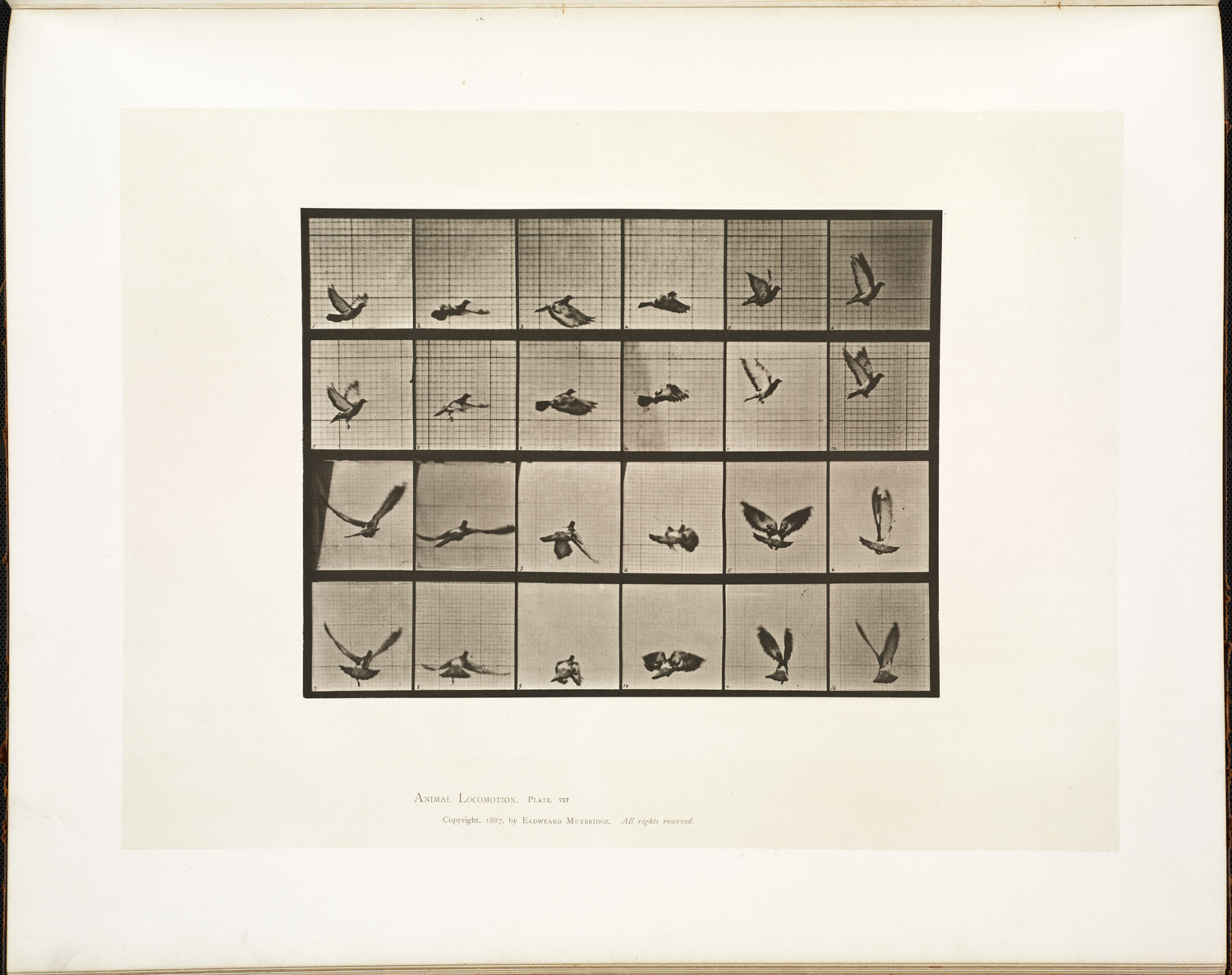 Muybridge motion study